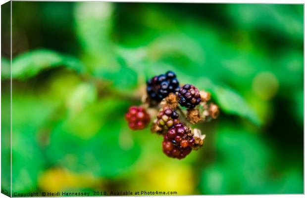 Nature's Bounty Canvas Print by Heidi Hennessey