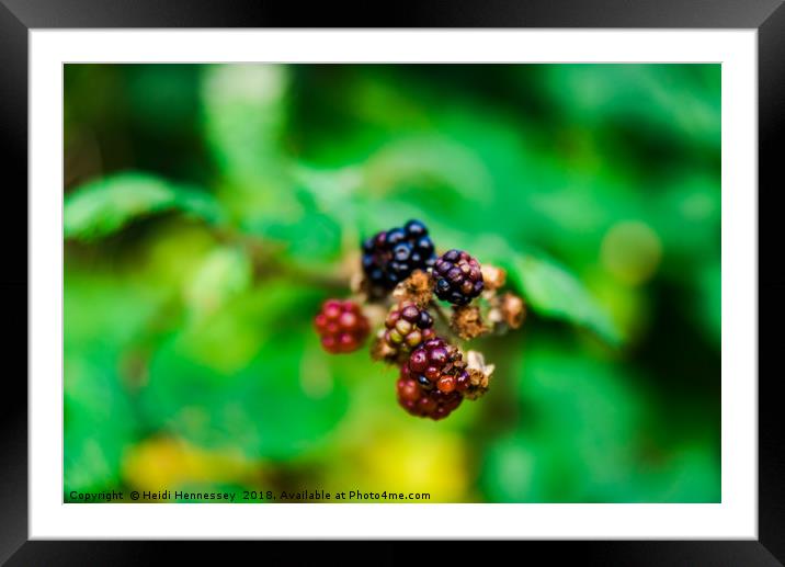 Nature's Bounty Framed Mounted Print by Heidi Hennessey