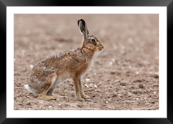 Amazing wild european hare close up sat in a arabl Framed Mounted Print by Simon Bratt LRPS