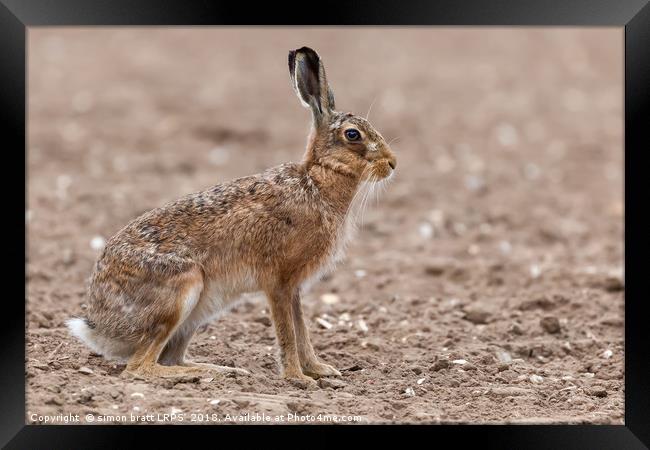 Amazing wild european hare close up sat in a arabl Framed Print by Simon Bratt LRPS