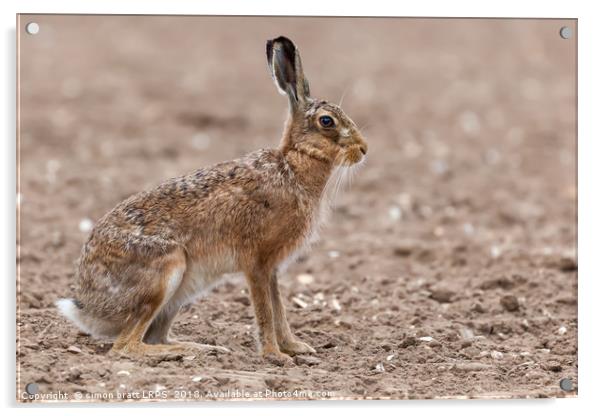 Amazing wild european hare close up sat in a arabl Acrylic by Simon Bratt LRPS