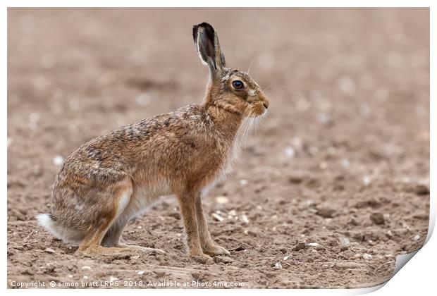 Amazing wild european hare close up sat in a arabl Print by Simon Bratt LRPS