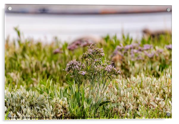 Enchanting Coastal Bloom Acrylic by Heidi Hennessey