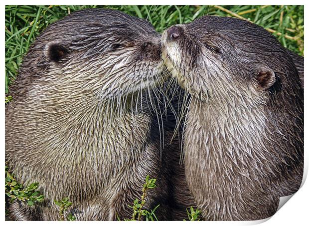 Otters Print by Sam Smith
