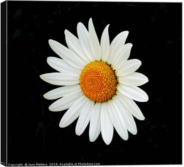 Daisy Canvas Print by Jane Metters