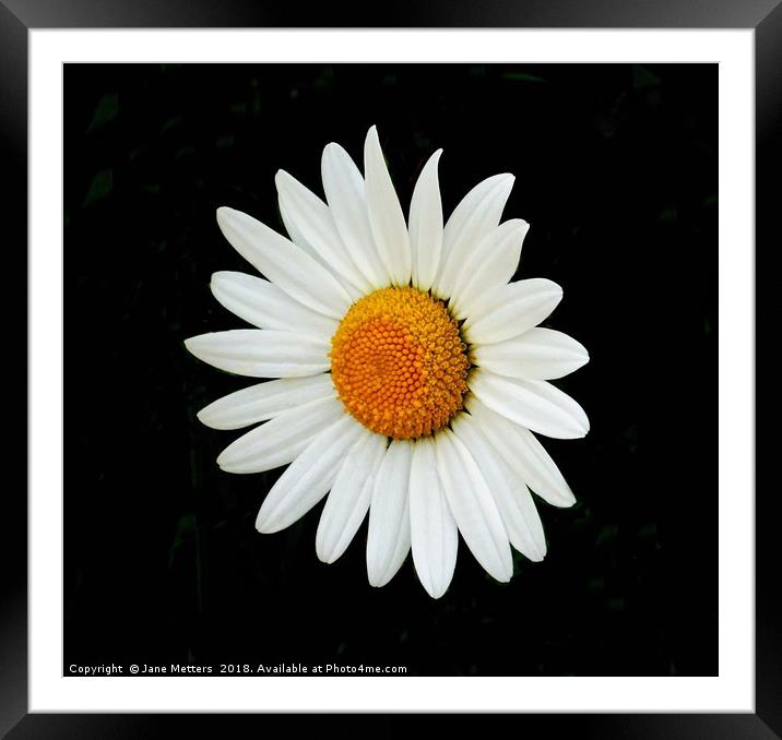 Daisy Framed Mounted Print by Jane Metters