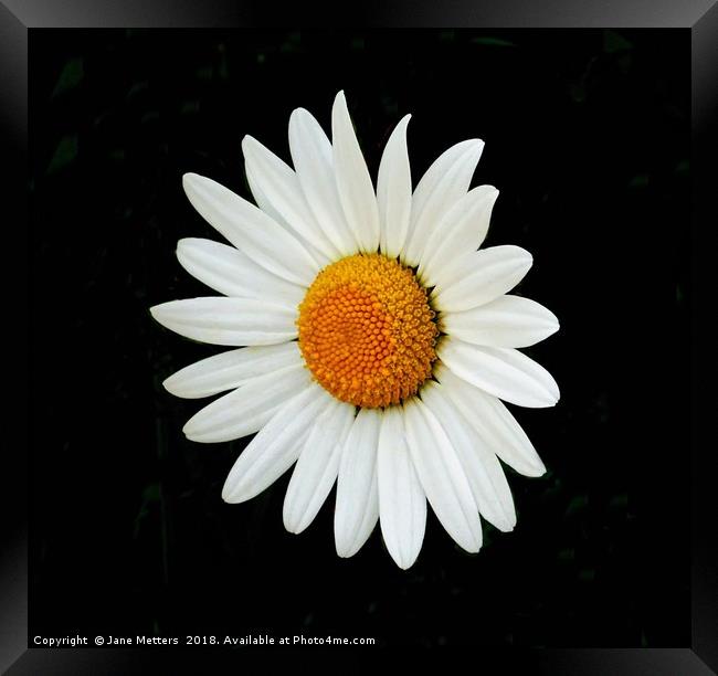 Daisy Framed Print by Jane Metters