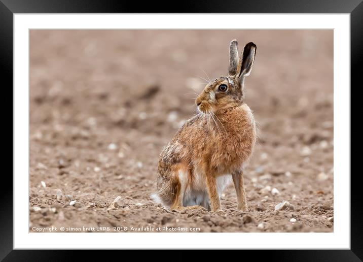 Stunning large wild brown european hare in the plo Framed Mounted Print by Simon Bratt LRPS