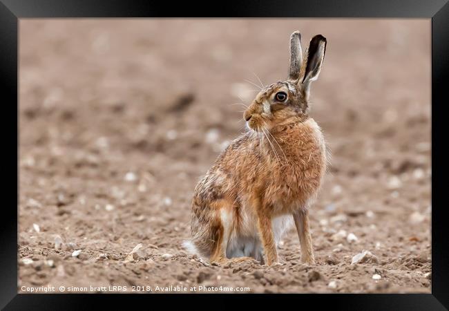 Stunning large wild brown european hare in the plo Framed Print by Simon Bratt LRPS
