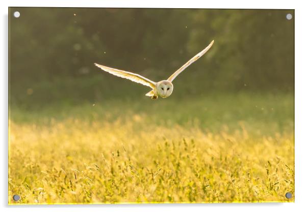 Barn Owl hunting Acrylic by Andrew Scott