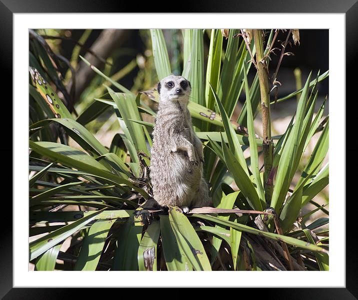 Meerkat Framed Mounted Print by Sam Smith
