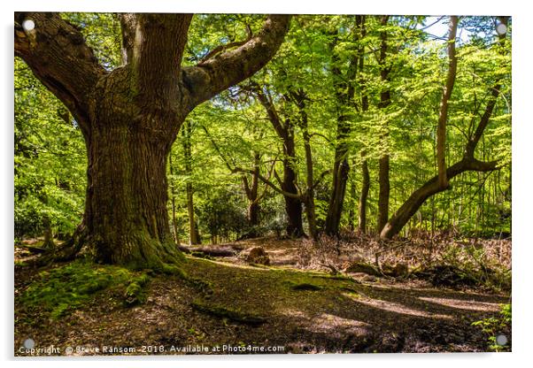 Oak Tree Epping Forest Acrylic by Steve Ransom