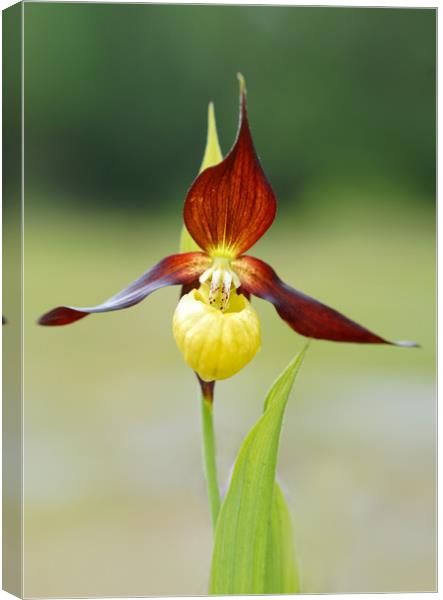 Lady slipper orchid Canvas Print by JC studios LRPS ARPS