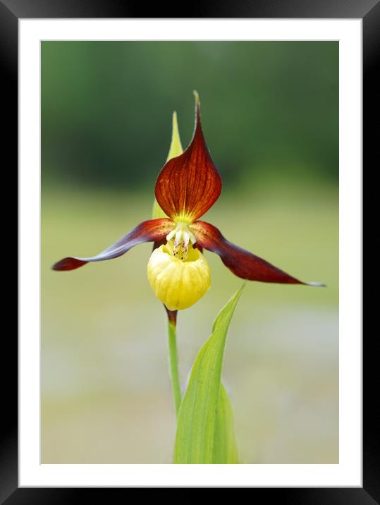Lady slipper orchid Framed Mounted Print by JC studios LRPS ARPS