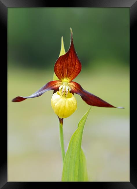 Lady slipper orchid Framed Print by JC studios LRPS ARPS