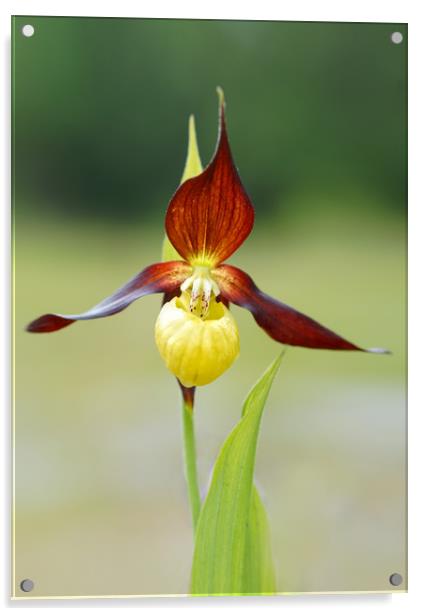 Lady slipper orchid Acrylic by JC studios LRPS ARPS