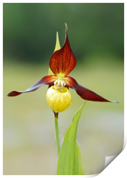Lady slipper orchid Print by JC studios LRPS ARPS