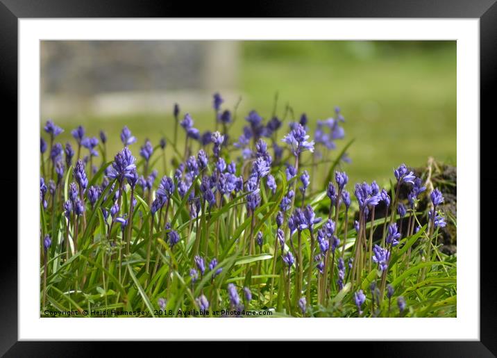 Enchanting Bluebell Symphony Framed Mounted Print by Heidi Hennessey