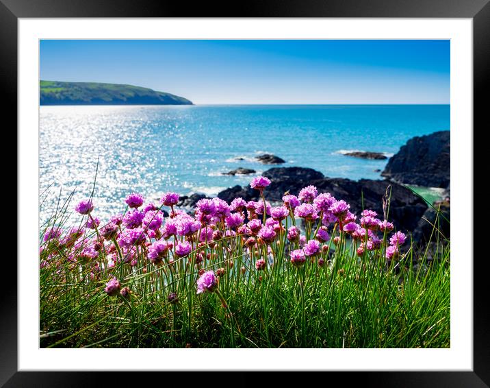 Sea Pinks, Cardigan Bay, Pembrokeshire, Wales, UK Framed Mounted Print by Mark Llewellyn