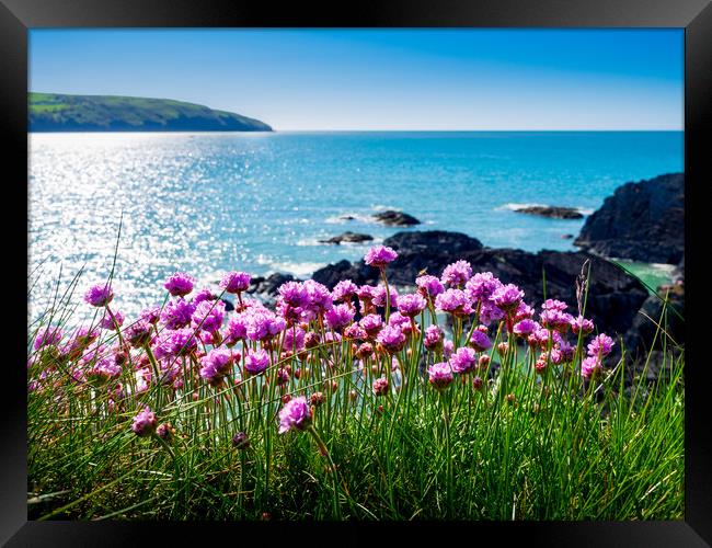 Sea Pinks, Cardigan Bay, Pembrokeshire, Wales, UK Framed Print by Mark Llewellyn