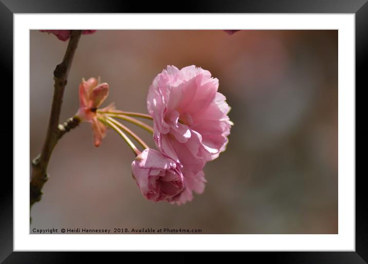 A Burst of Spring Framed Mounted Print by Heidi Hennessey