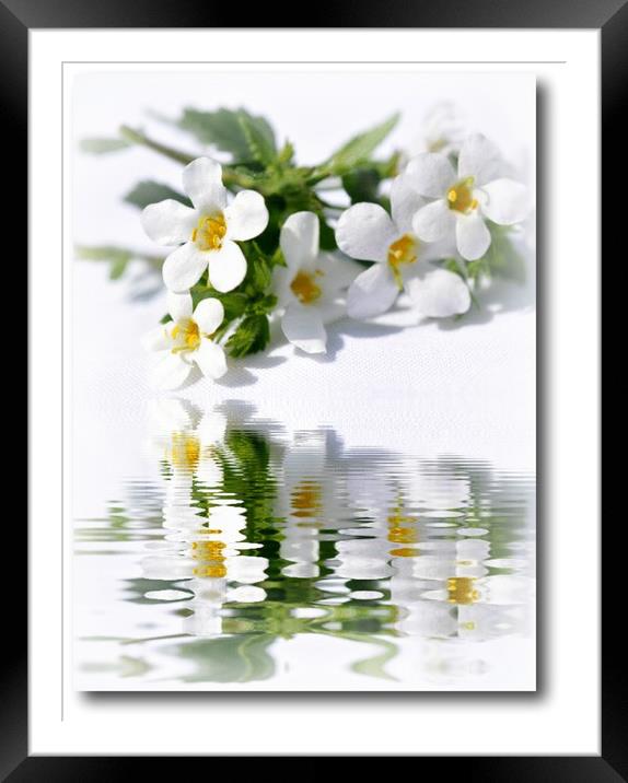reflections Framed Mounted Print by sue davies
