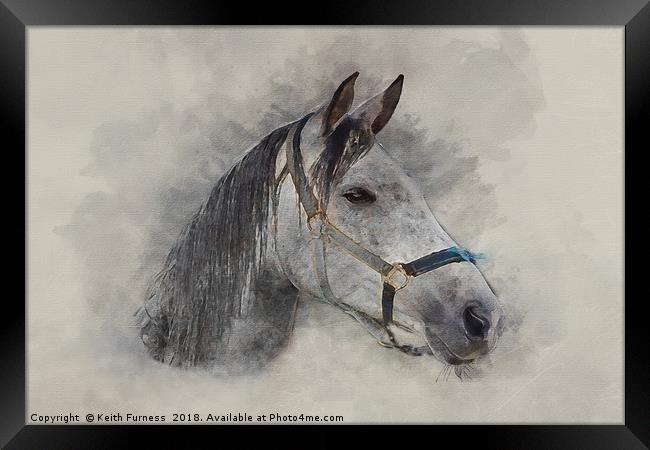 Gray Horse Framed Print by Keith Furness