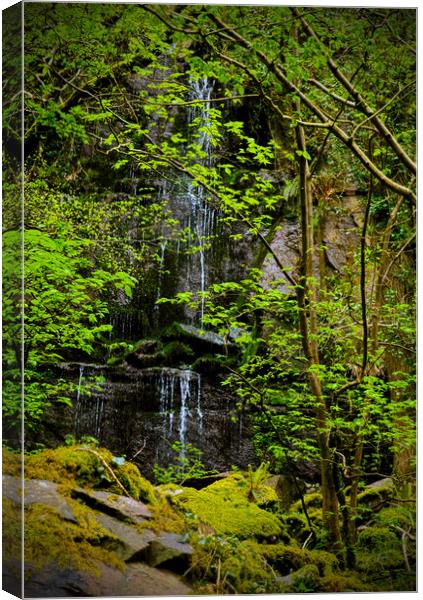 Waterfall at Barton Wood Canvas Print by graham young