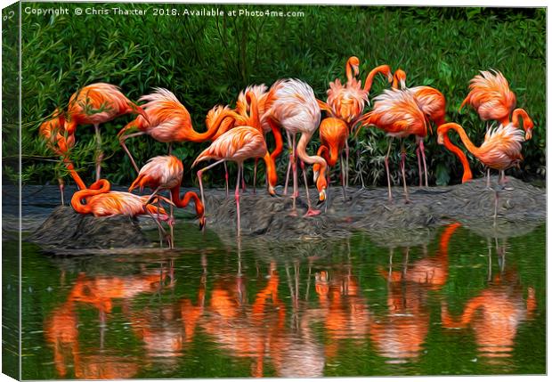 A Flamboyance of Flamingos Canvas Print by Chris Thaxter