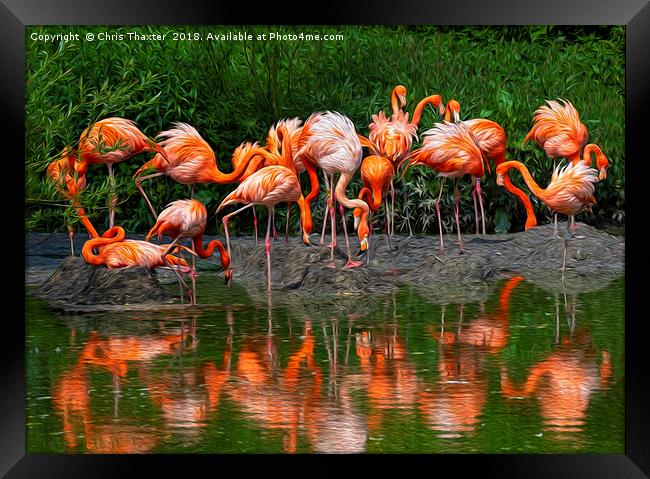 A Flamboyance of Flamingos Framed Print by Chris Thaxter