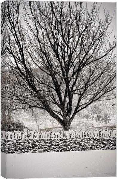 Tree in Snow Canvas Print by graham young