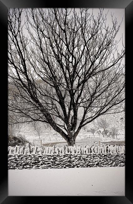 Tree in Snow Framed Print by graham young