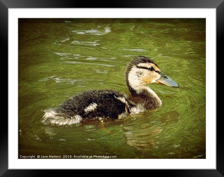 Duckling Framed Mounted Print by Jane Metters