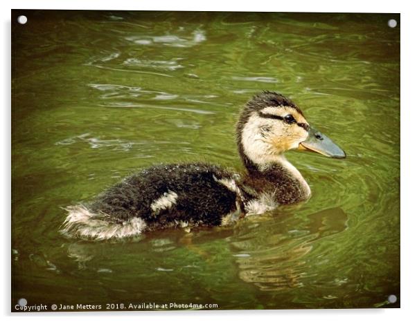 Duckling Acrylic by Jane Metters