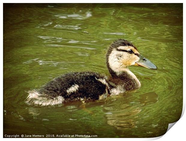 Duckling Print by Jane Metters