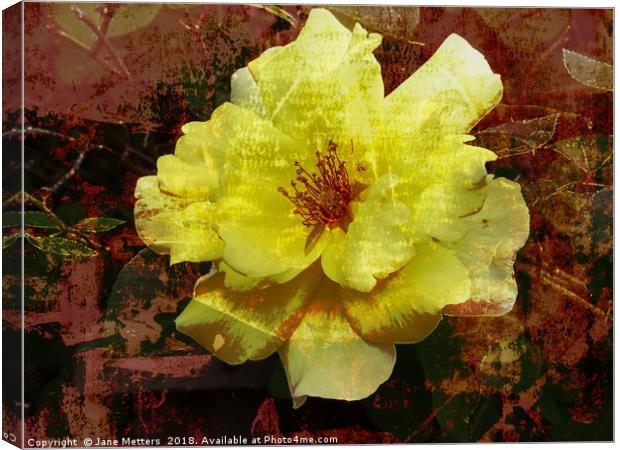     Arty Camellia                            Canvas Print by Jane Metters