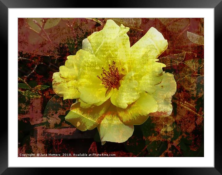     Arty Camellia                            Framed Mounted Print by Jane Metters