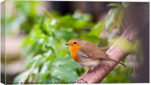 Delicate Robin in his Youth Canvas Print by Heidi Hennessey