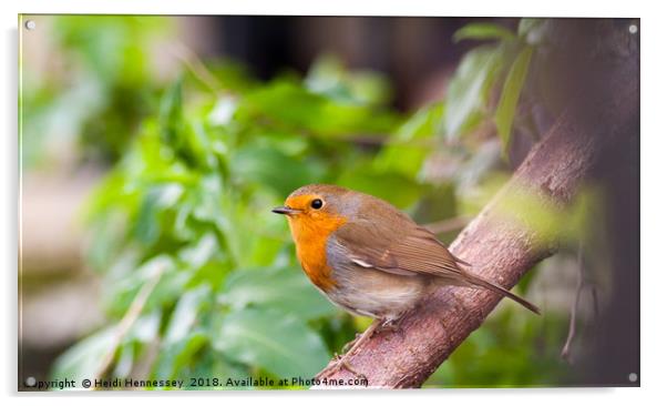 Delicate Robin in his Youth Acrylic by Heidi Hennessey