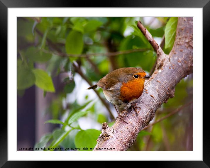 Delicate Robin Perches on Branch Framed Mounted Print by Heidi Hennessey