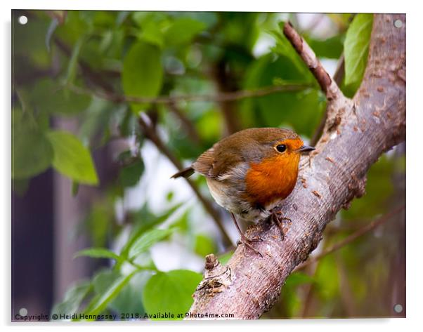 Delicate Robin Perches on Branch Acrylic by Heidi Hennessey