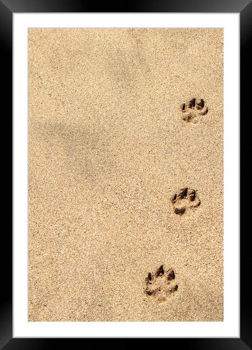 Paw prints Framed Mounted Print by Linda Cooke