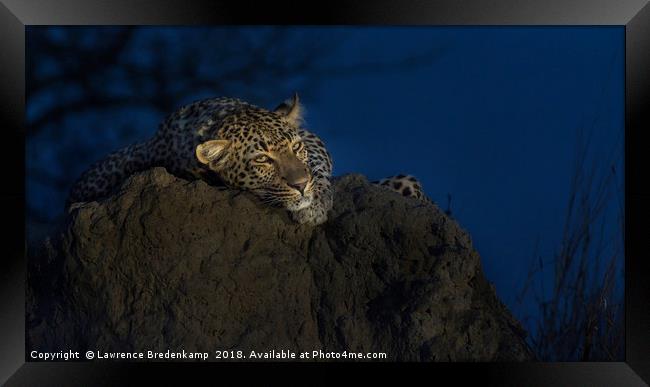 Leopard on Anthill at Sunset Framed Print by Lawrence Bredenkamp