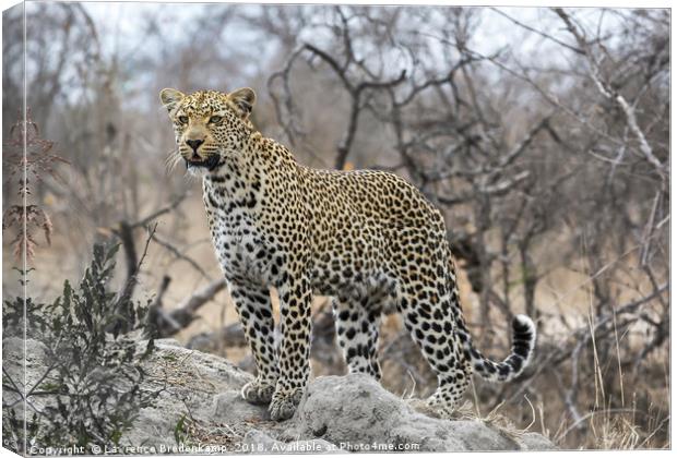 Leopard on the Hunt Canvas Print by Lawrence Bredenkamp