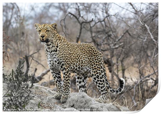Leopard on the Hunt Print by Lawrence Bredenkamp