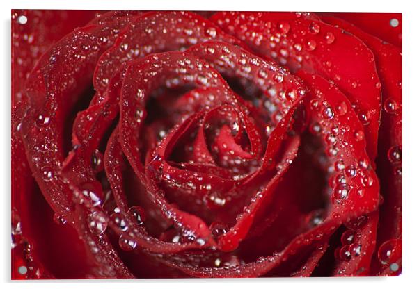 Valentine Passion Rose Acrylic by Julie Speirs