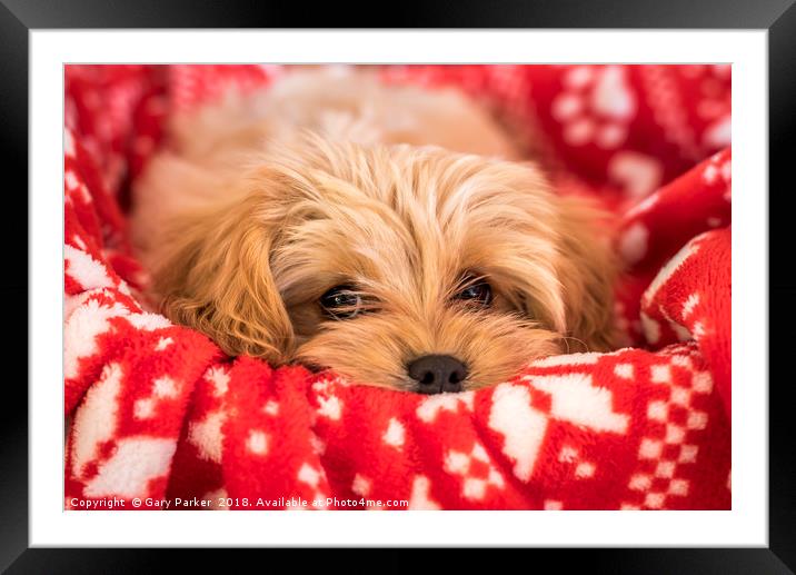 Cute Cavapoochon puppy, looking at the camera. Framed Mounted Print by Gary Parker