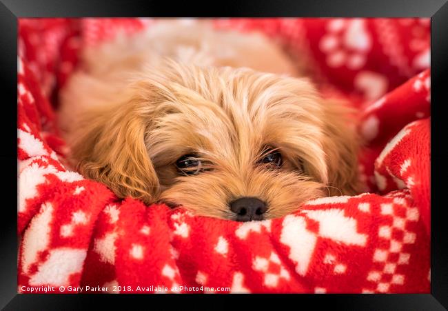 Cute Cavapoochon puppy, looking at the camera. Framed Print by Gary Parker