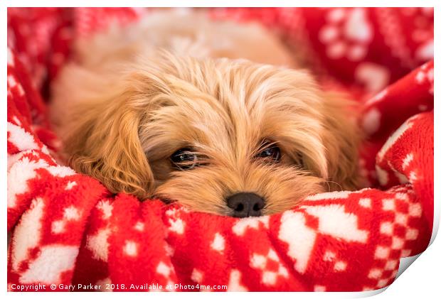 Cute Cavapoochon puppy, looking at the camera. Print by Gary Parker