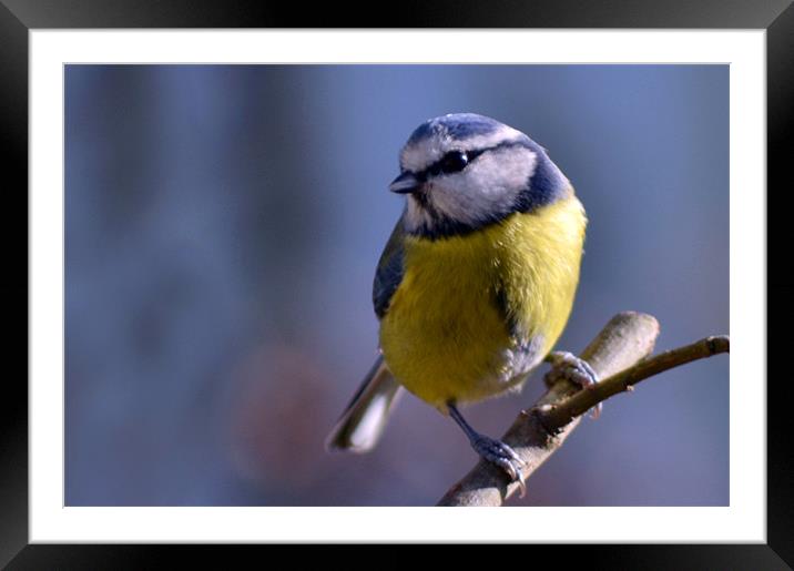 Blue Tit Framed Mounted Print by Donna Collett